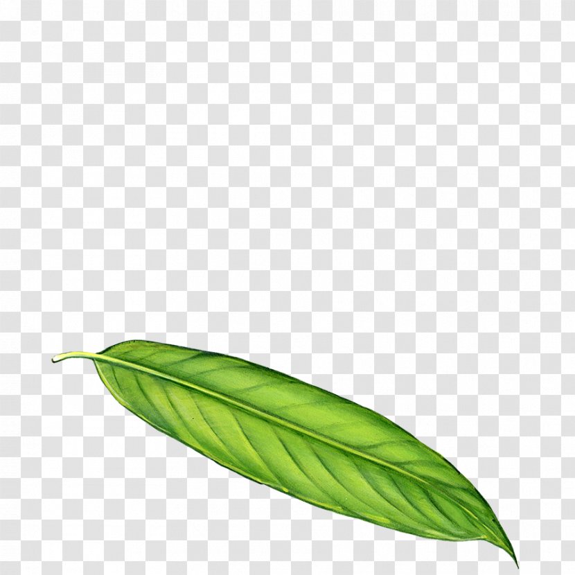 Leaf Tropical Rainforest Dendrocnide Moroides Variegation - Blowers - Young Leaves Transparent PNG