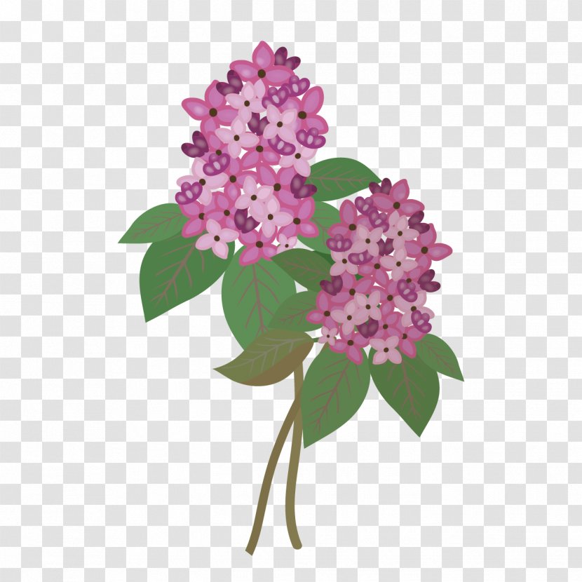 Common Lilac Cut Flowers - Plant Transparent PNG