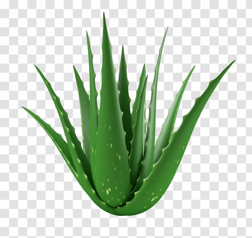 Aloe Vera Medicinal Plants Gel Succulent Plant Transparent PNG