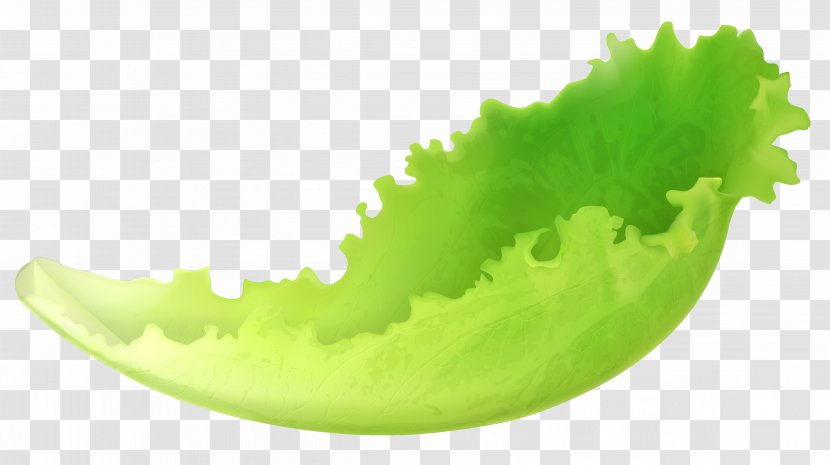 Lettuce Salad Vegetable Clip Art - Food - Leaf Clipart Transparent PNG