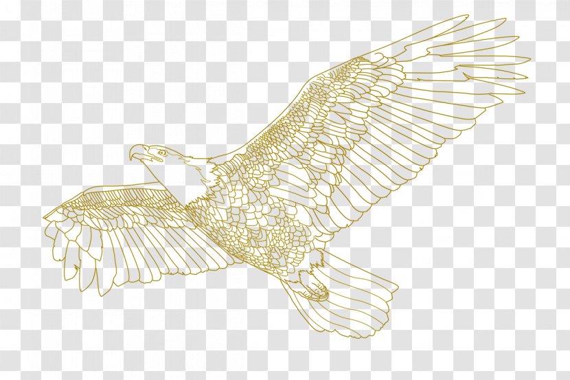Bald Eagle Owl Drawing /m/02csf Hawk Transparent PNG