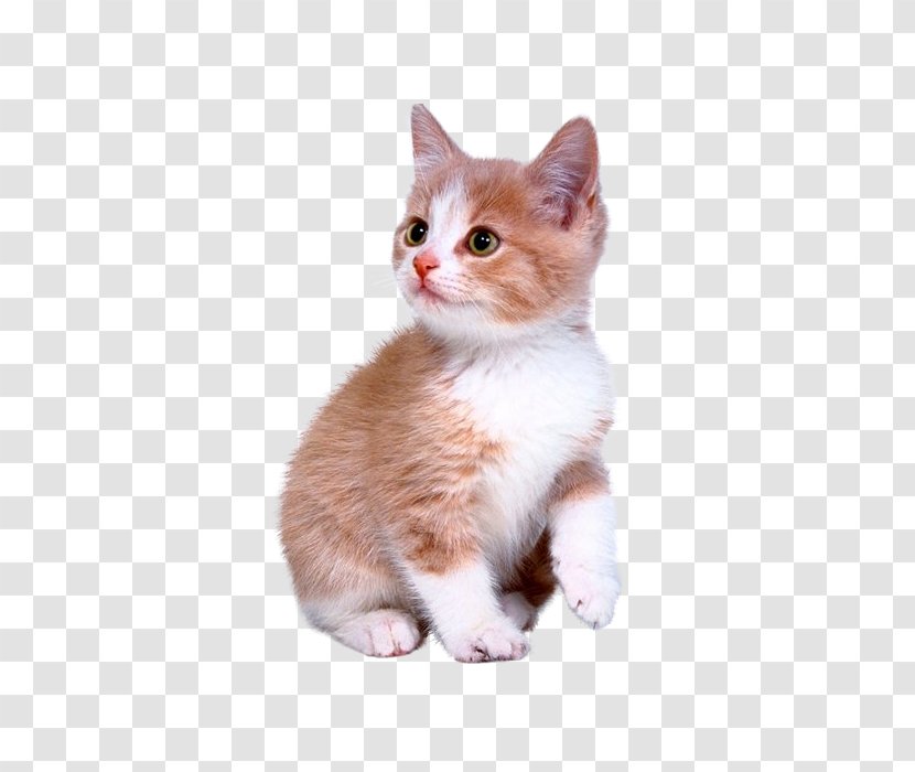 Cute Kitten - Domestic Short Haired Cat - Dog Transparent PNG