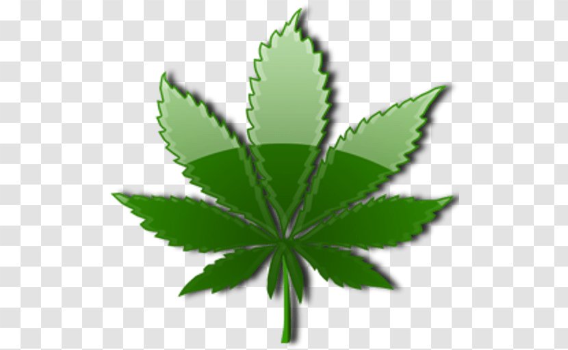 Cannabis Sativa Leaf Drug Endocannabinoid System - Cannabaceae - Weed Transparent PNG