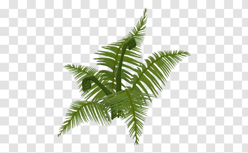 Fern Personality Quiz Arecaceae Date Palm - Leaf - Tree Transparent PNG