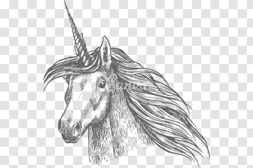 Horse Unicorn Sketch - Royaltyfree - Head Transparent PNG