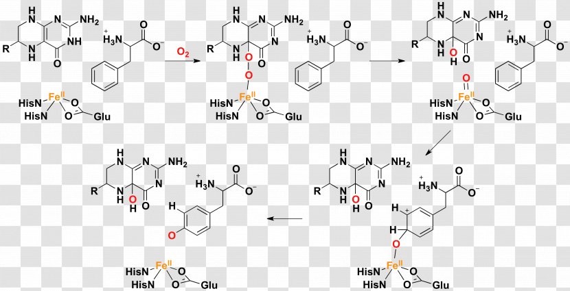 Phenylalanine Hydroxylase Hydroxylation Tyrosine Hydroxylasen - Material - Plot Transparent PNG