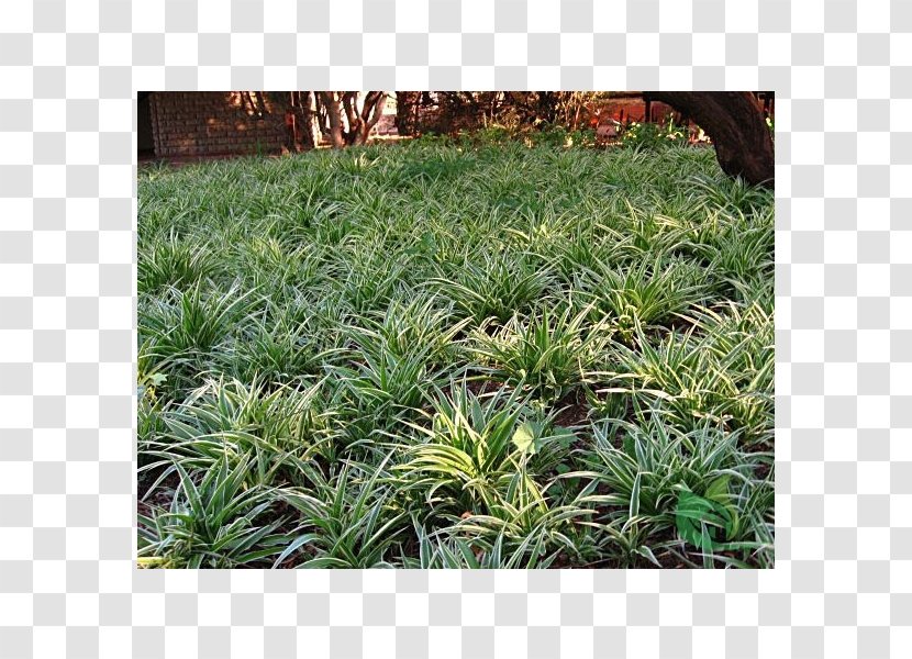 Chlorophytum Comosum Groundcover Garden Houseplant - Plant Transparent PNG