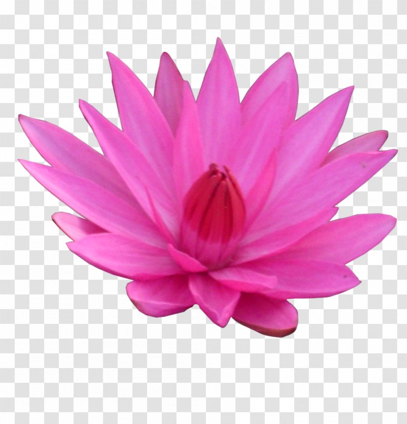 Nelumbo Nucifera Flower Clip Art - Lotus Transparent Transparent PNG