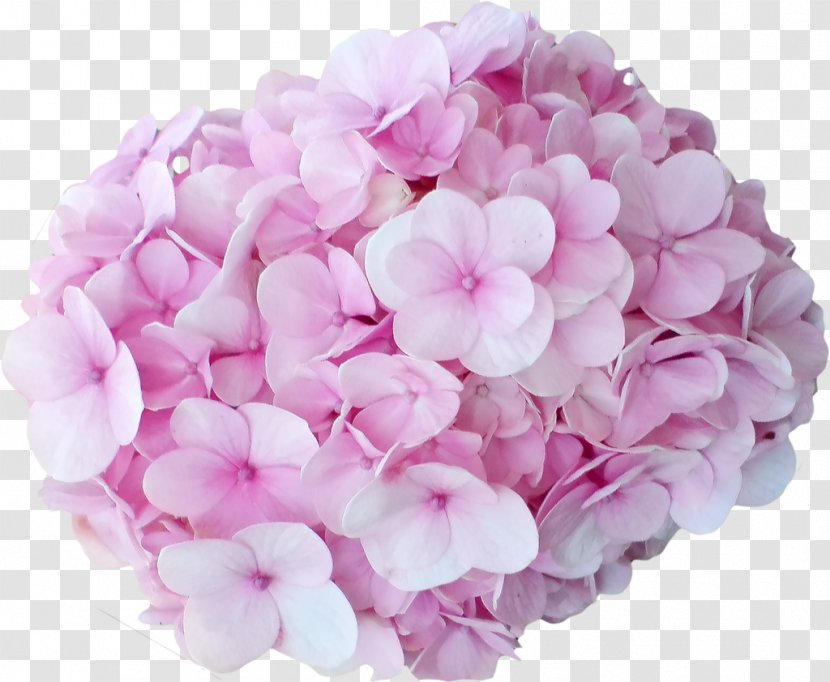 Hydrangea Cut Flowers Pink Peach - Cornales Transparent PNG