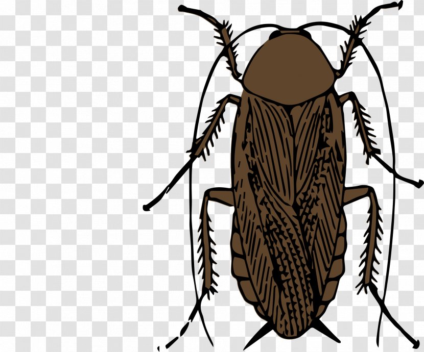 Cockroach Insect Pest Clip Art - Ice Axe Transparent PNG