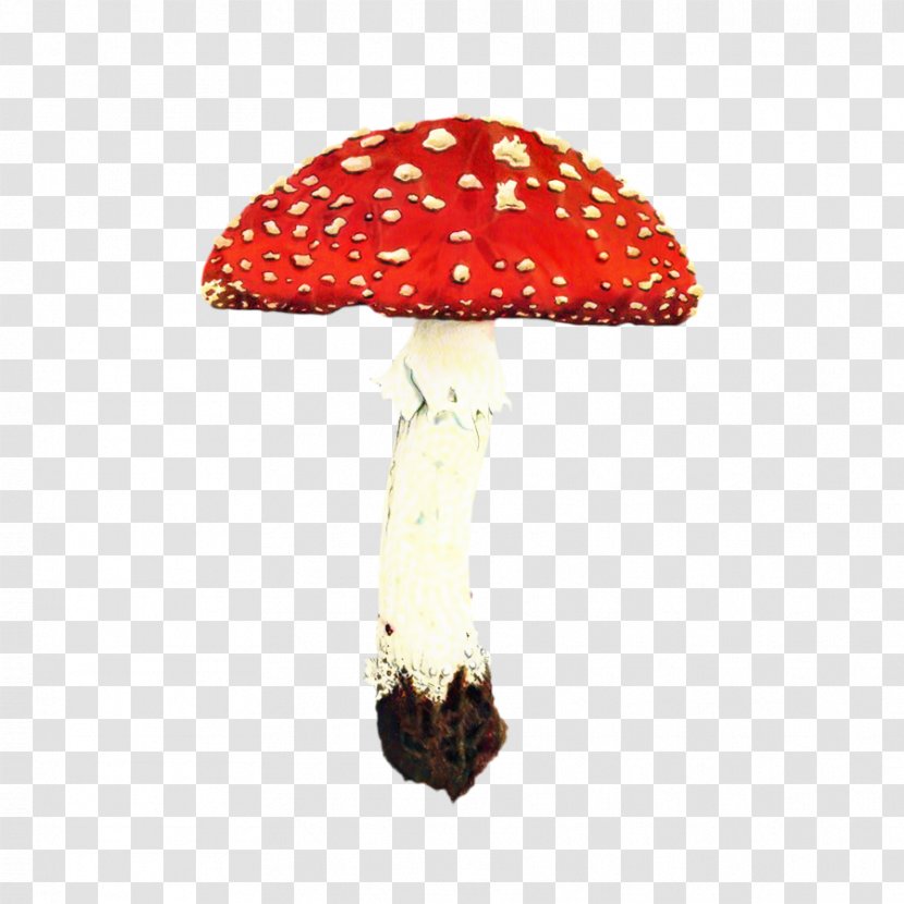 Mushroom Cartoon - Agaricaceae - Edible Fungus Transparent PNG