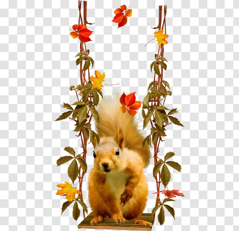 Raccoon Tree Squirrel American Red Rodent - Vo Transparent PNG