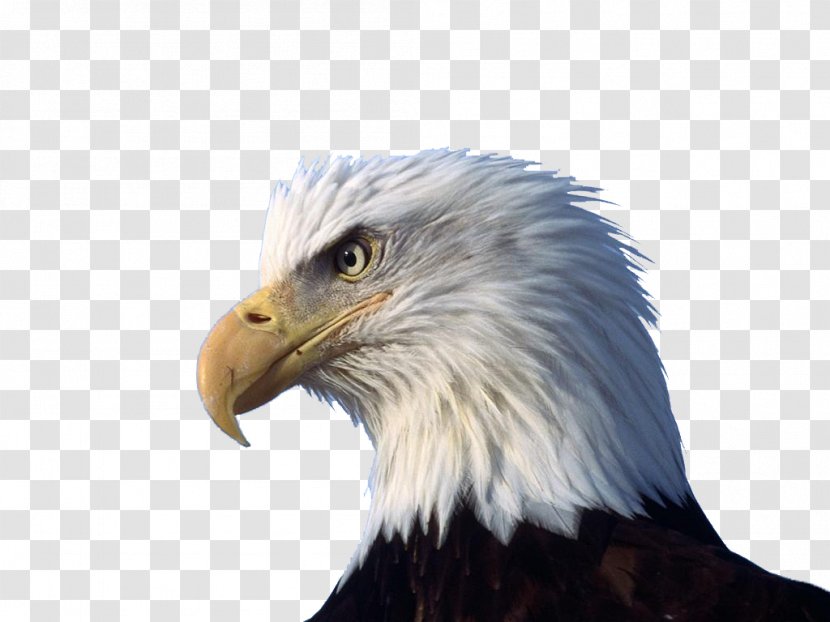 Bald Eagle High-definition Video Display Resolution Wallpaper - Bird - Head Of The Sea Transparent PNG