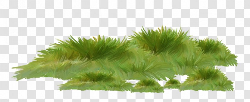Grass Green Plant Family Hornwort - Moss - Nonvascular Land Transparent PNG