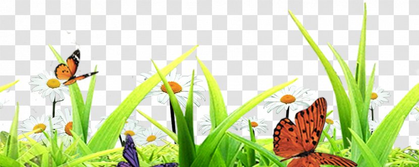 Butterfly Insect - Grass - Plant Insects Transparent PNG