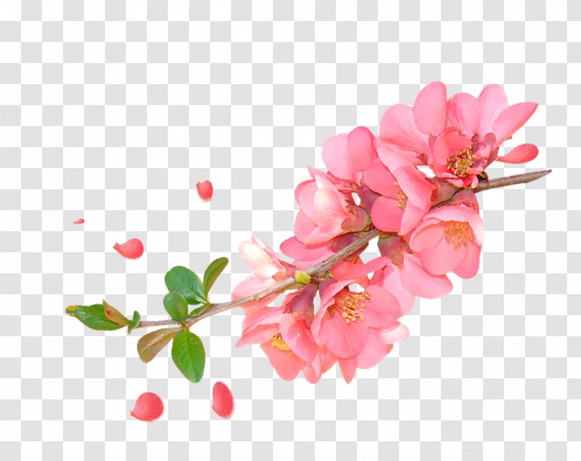 Floral Design Watercolor Painting Flower - Twig - Pink Peach Branches Decorative Patterns Transparent PNG