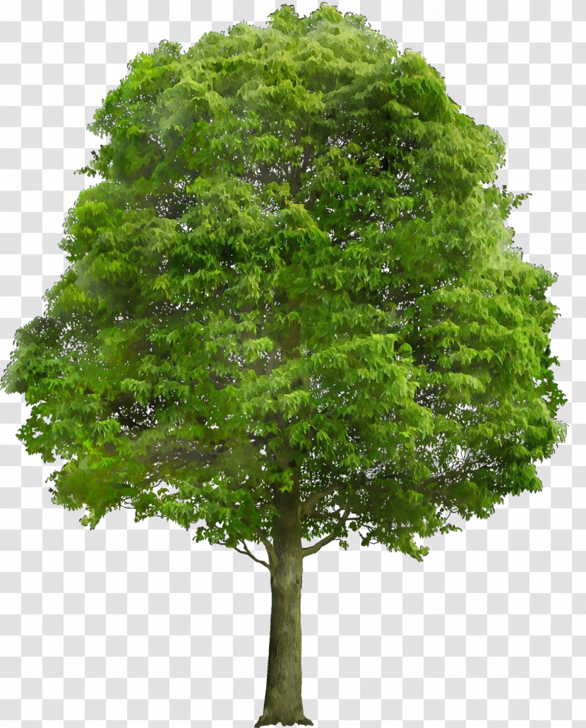 Arbor Day Transparent PNG