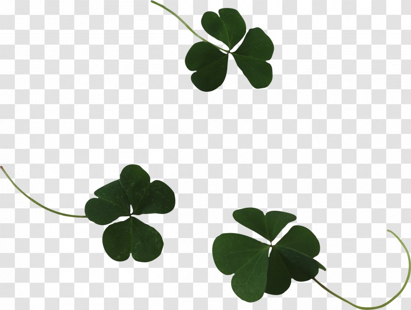 Four-leaf Clover Shamrock Plant Medicago Polymorpha Transparent PNG