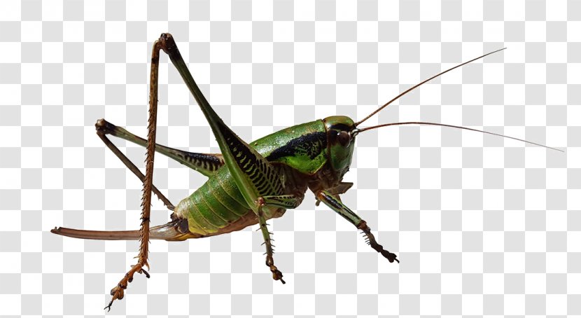 Grasshopper Caelifera Insect Locust - Arthropod - Teal Transparent PNG