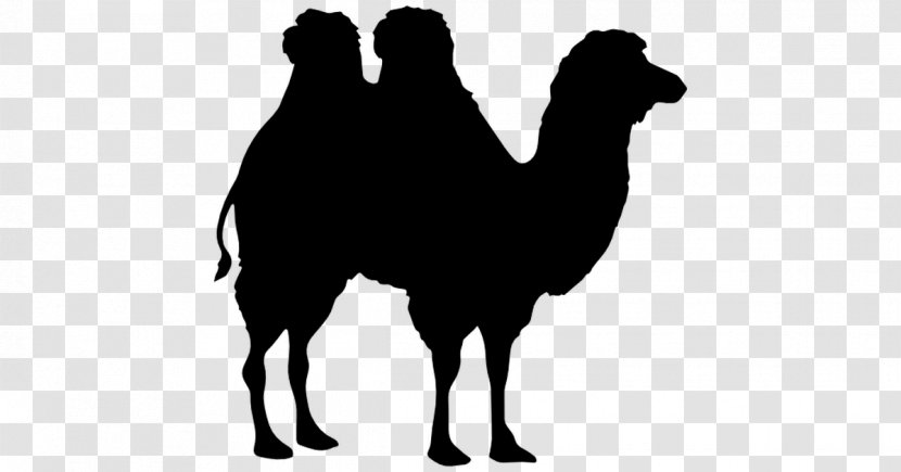 Bactrian Camel Dromedary Horse Silhouette - Black And White Transparent PNG