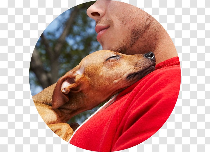 Dog Breed Italian Greyhound PC Corporate Headquarters Puppy Veterinarian - Nose - Pet Adoption Transparent PNG