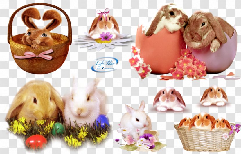 Domestic Rabbit Easter Bunny DeviantArt Photography - Posters Transparent PNG