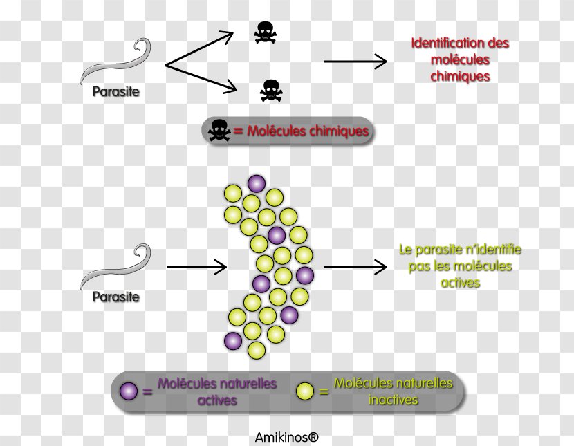Parasitism Cat Anthelmintic Molecule Food - Gut Flora Transparent PNG