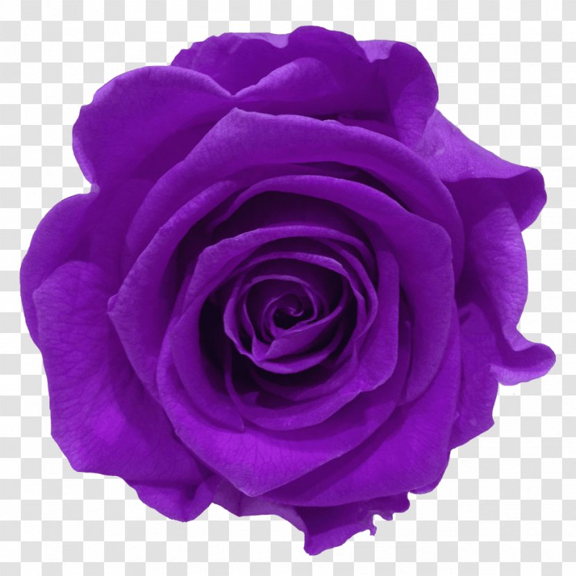 Garden Roses Cabbage Rose Floribunda Petal Cut Flowers - Purple - Clavel Transparent PNG