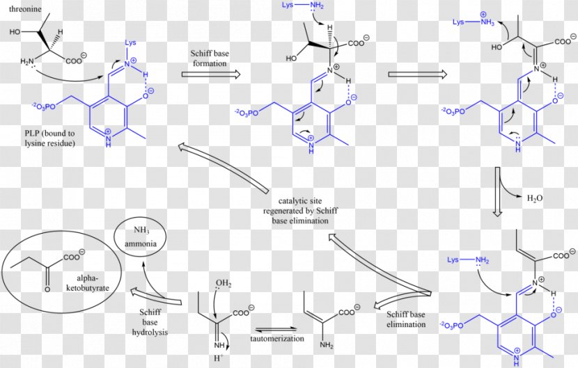 Threonine Ammonia-lyase Enzyme - Map - Ammonialyase Transparent PNG