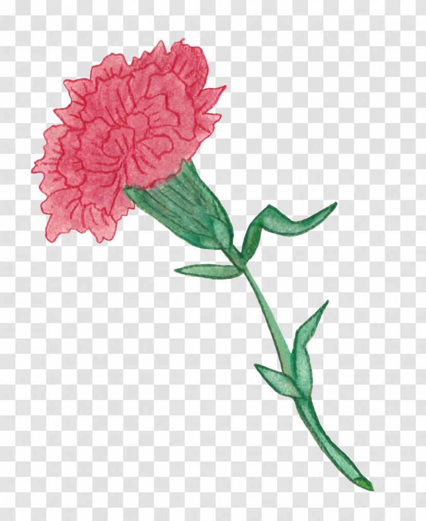 Carnation Colored Pencil Garden Roses Watercolor Painting Cut Flowers - Rosa Centifolia - Pink Family Transparent PNG