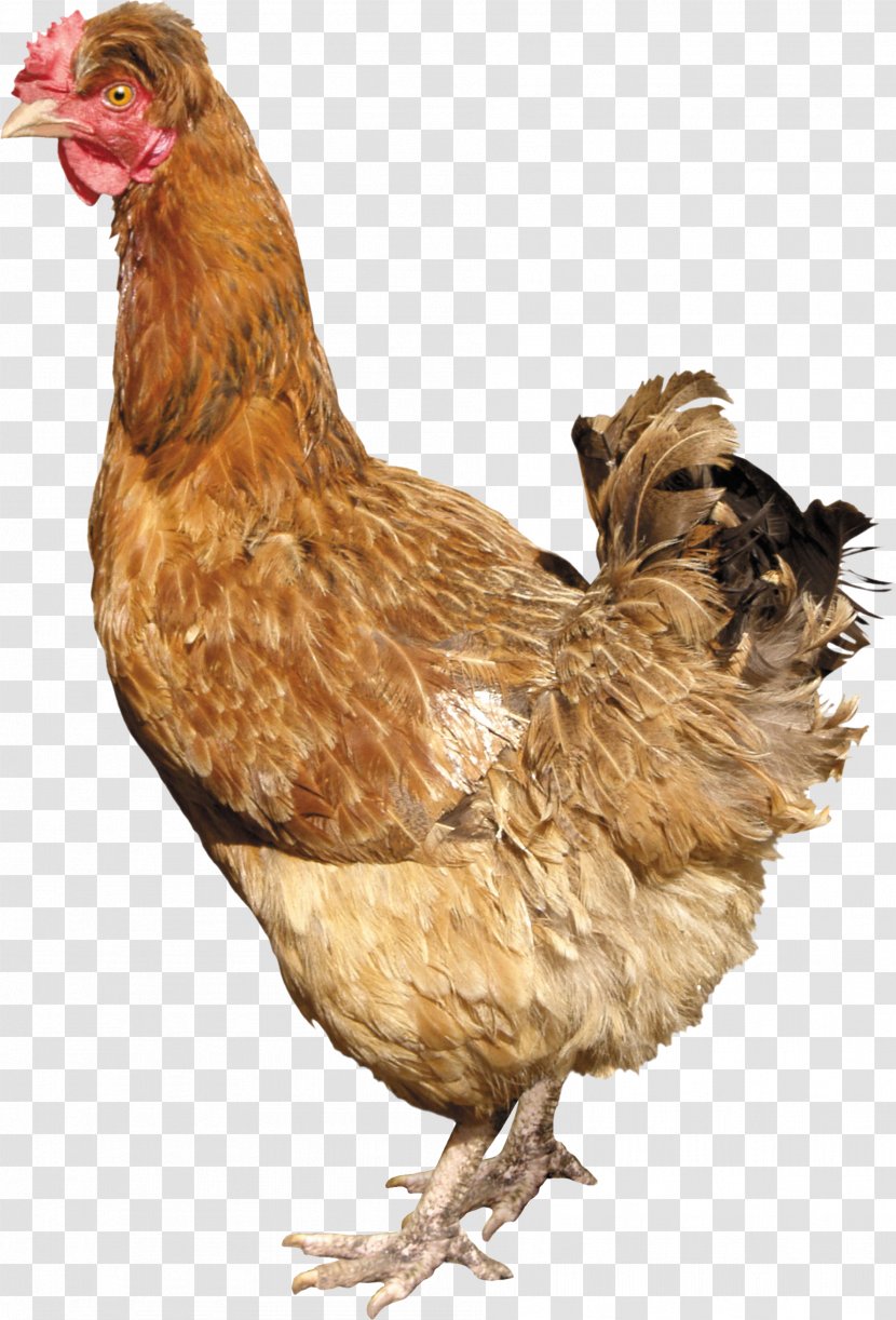 Solid White Silkie Poultry Farming - Phasianidae - Chicken Image Transparent PNG
