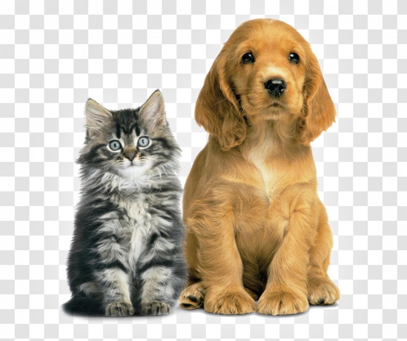 Dog Cat Veterinarian Pet PAAS Vinita - Sussex Spaniel Transparent PNG