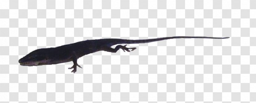 Newt Lizard Terrestrial Animal Fauna - Salamander Transparent PNG