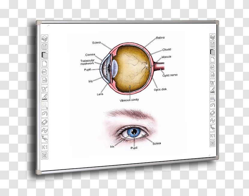 Angle-closure Glaucoma Intraocular Pressure Eye Open-angle - Silhouette Transparent PNG