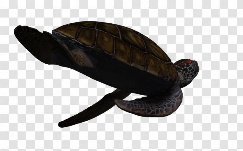 Box Turtles Green Sea Turtle - Aquatic Animal Transparent PNG