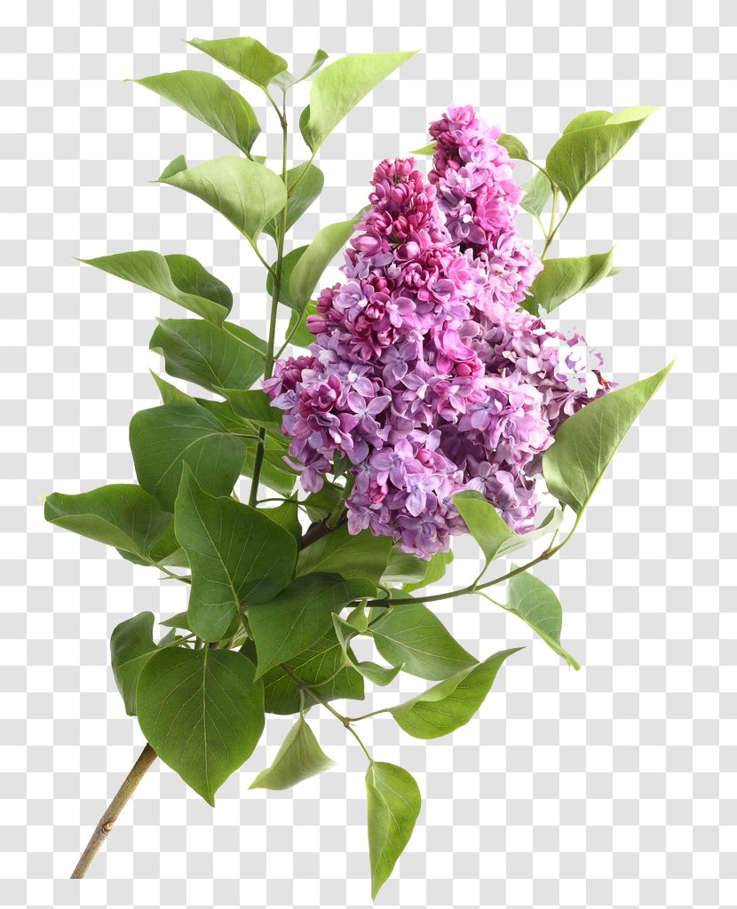 Flower High-definition Video Stock.xchng Stock Photography - Lilac Transparent PNG