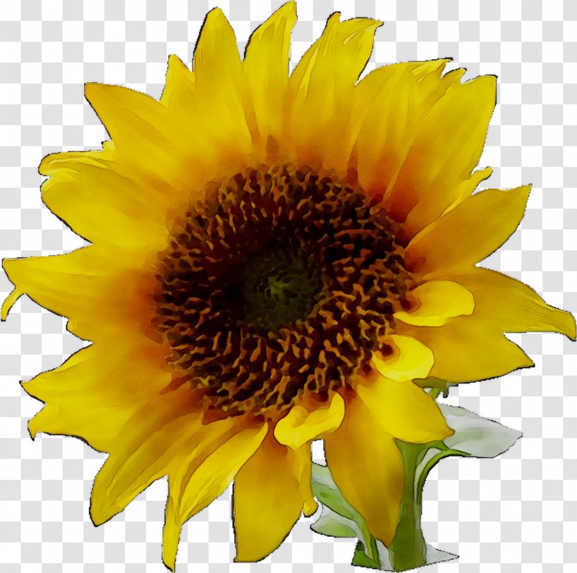 Clip Art Image Sunflower Desktop Wallpaper - Gazania - Perennial Plant Transparent PNG
