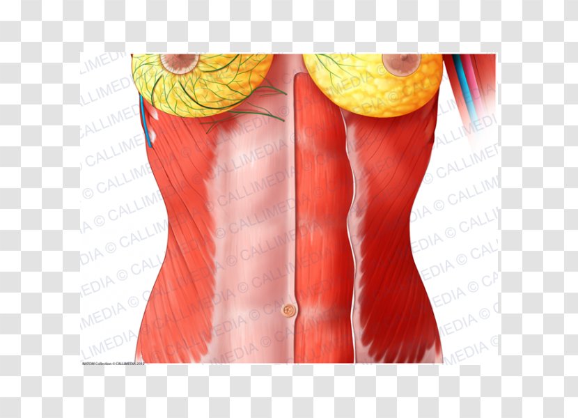 Rectus Abdominis Muscle Abdomen Human Anatomy Thoraco-abdominal Nerves - Watercolor - Woman Transparent PNG