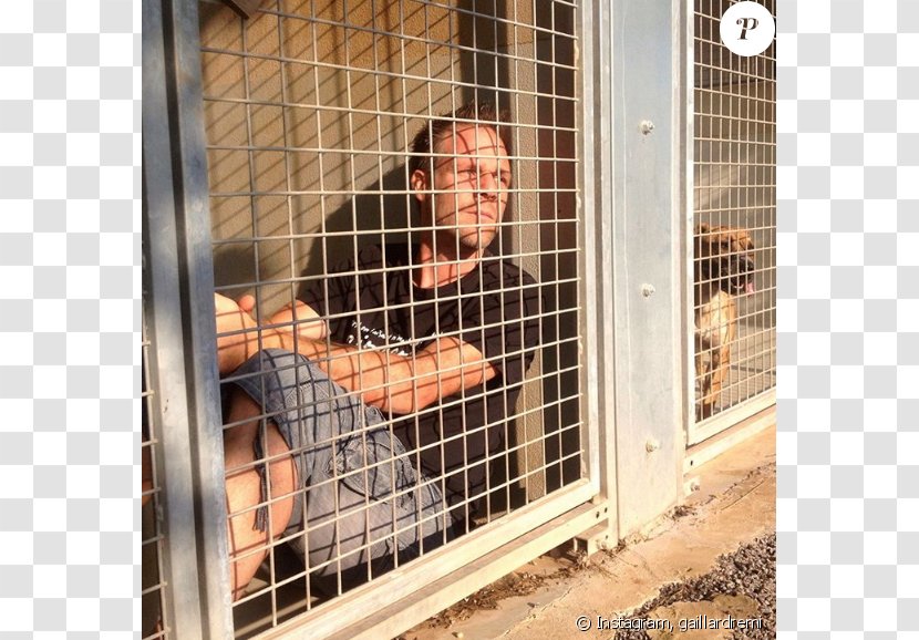 Dog Crate Animal Shelter Cage Welfare Transparent PNG