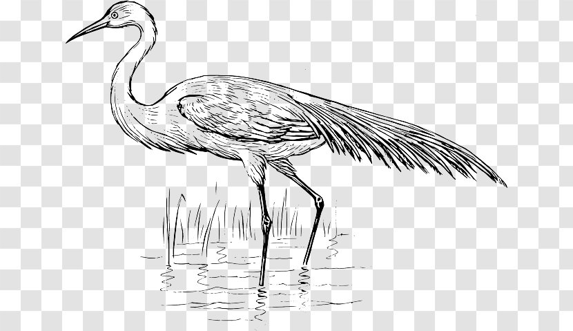 Heron Bird Crane Vertebrate Egret - Beak - Reed Drawing Transparent PNG
