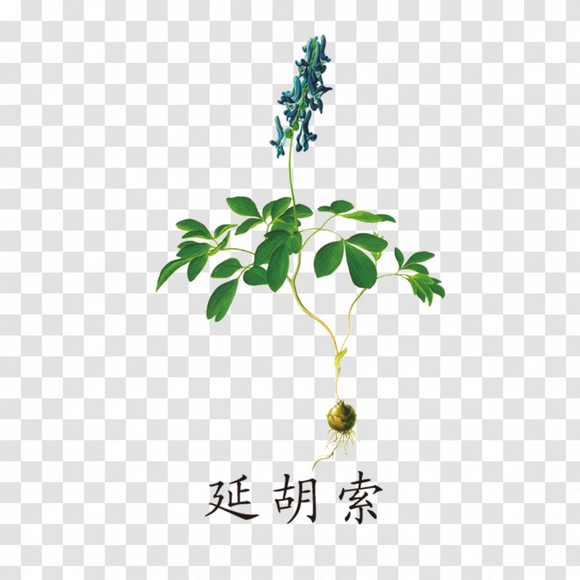 Traditional Chinese Medicine - Leaf - Flora Transparent PNG