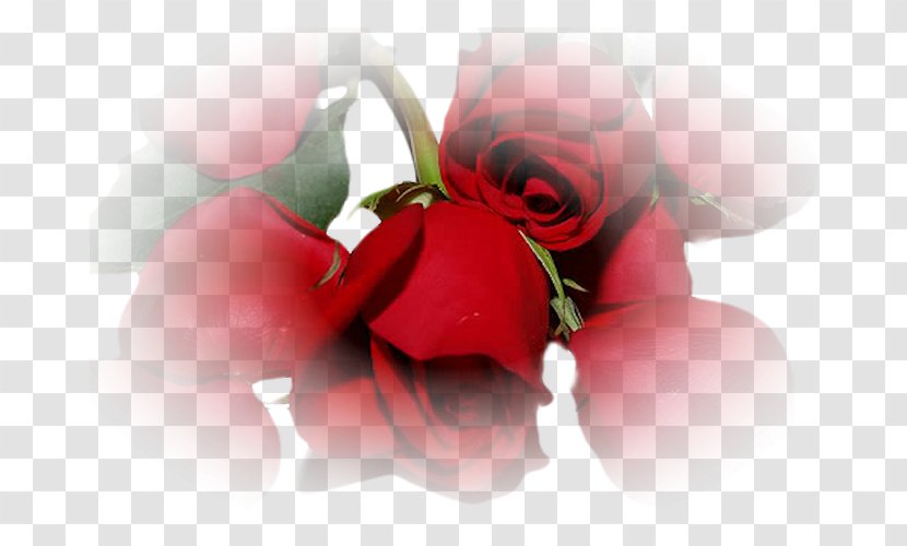 Garden Roses Valentine's Day Love Desktop Wallpaper - Tree - Valentines Transparent PNG