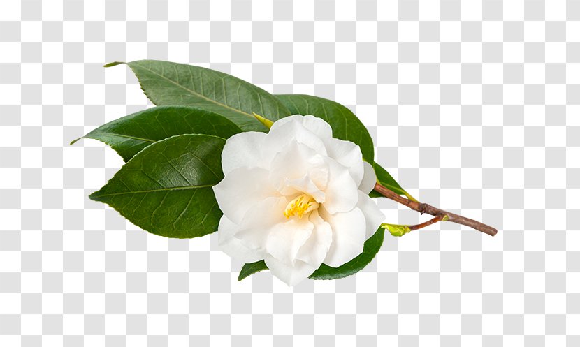 Camellia Sinensis Tea Japanese Oleifera Stock Photography - Royaltyfree Transparent PNG