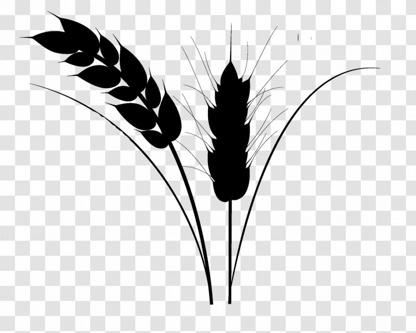 Black And White Flower - Feather - Pen Plant Transparent PNG