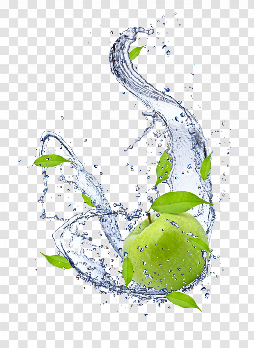 Water Plant Liquid Transparent PNG
