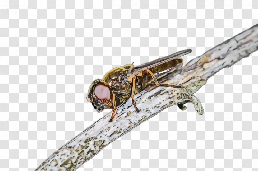 Insect Fashion Accessory Transparent PNG
