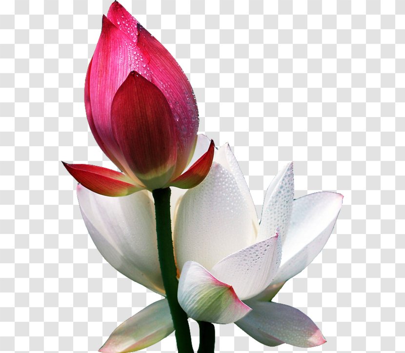 Flower Morning Information Blog - Cut Flowers - Red And White Lotus Bud Transparent PNG
