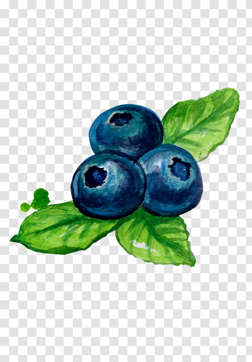 Bilberry Blueberry Fruit - Painted Wind Transparent PNG