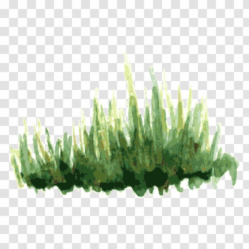 Tree Plant - Grass - Tree,Trees Transparent PNG