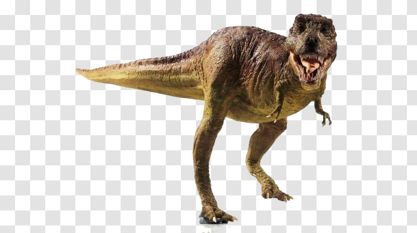 Tyrannosaurus Late Cretaceous Stegosaurus Why Dinosaurs Matter - Velociraptor - Dinosaur Transparent PNG